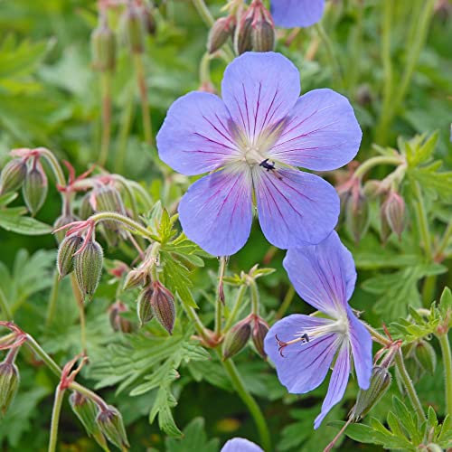 Hardy Geranium Plants 'Johnson's Blue' Cranesbill Hardy Perennial Blue Blooms RHS AGM Low Maintenance Easy to Grow Your Own Garden Flowers Ideal Groundcover 1-Litre Potted Plant By Thompson and Morgan