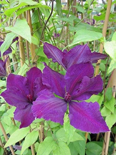 Clematis Honora (60-100 cm) - Waldrebe/Klematis