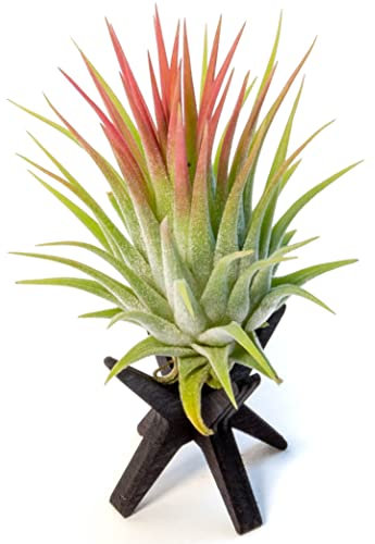 PLANDAIRE Tillandsia Ionantha Roja Planta del Aire Color Rojo Clavel del Aire Planta Aerea con soporte de madera (Madera tono Cerezo)