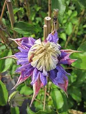Clematis Diamantina TM Evipo 039 (N) (60-100 cm) - Waldrebe/Klematis
