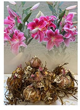 12 Stargazer Oriental Lily Bulbs Red/White Highly Fragrant Garden Perennial : - by GARTHWAITE NURSERIES® : - UK Stockist