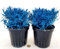 POWERS TO FLOWERS - LAVANDA COLOR LIFE BLU, 2 PIANTE, VASO 14CM DIAMETRO, piante vere
