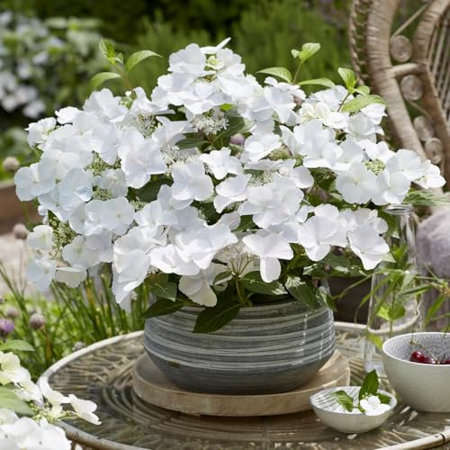 Hydrangea Garden Shrub Neat & Compact Variety with Many White Flowers, Chelsea Flower Show Plant of The Year 2018, 1x Hydrangea Runaway Bride in a 3.6 Litre Potted Plant by Thompson and Morgan
