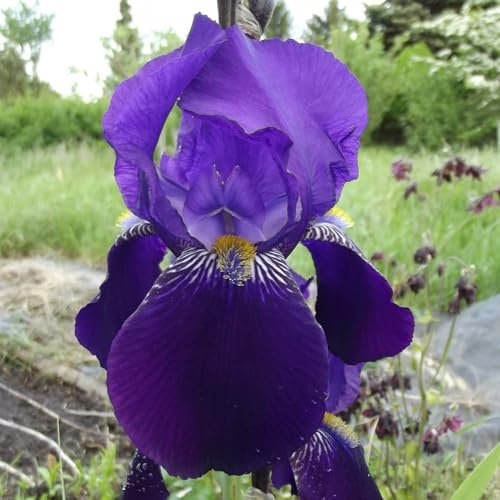 Iriszwiebeln : Iris germanica Bartiris  Tuxedo  1 Rhizome