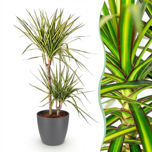 Green boutiQ - Zimmerpflanzen - Dracaena Sunray - Drachenbaum - Wenig Pflege - Grün - Gelb - 1 Pflanze - mit Potter Grau - Topf 21cm - Höhe 90-100cm
