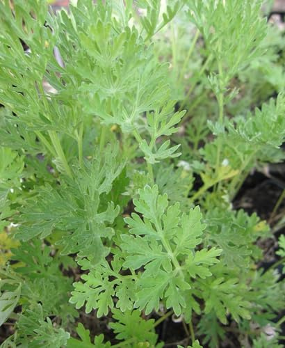 Wermutkraut - Artemisia absinthium - Gemeiner Wermut - Ursprungsart