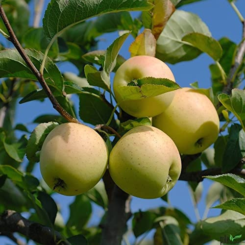 Balkonobst Apfel Golden Delicious Kleinobst Terrassenobst Apfelbaum 80-120 cm Lieferhöhe | malus domestica 'Golden Delicious' | Befruchter Cox Orange, Elstar, Goldparmäne, Ingrid Marie oder Klarapfel