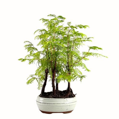 Bonsai mit Keramik Blumentopf - Metasequoia - Bonsai - Wald - Baum im Freien (P16)