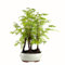Bonsaï Arbre avec pot de fleurs en céramique - Metasequoia - Bonsaï - Forêt - Bonsaï - Arbre en plein air (P16)