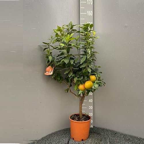 SAVINI VIVAI Grapefruitpflanze, rosa Grapefruit-Zitrusbaum, im 28 cm Topf, Höhe 110–130 cm, 4–5 Jahre Veredelung, hergestellt in Italien