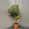 SAVINI VIVAI Planta de Pomelo, Árbol de Cítricos de Pomelo Rosa, en Maceta de 28 cm Altura 110-130 cm 4-5 Años de Injerto,
