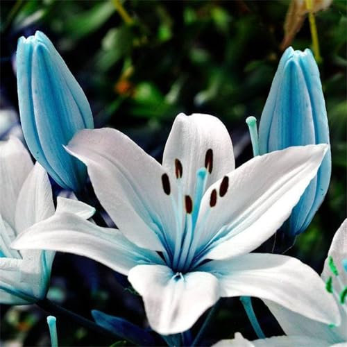 Lily Bulbs Mix Lily Bulbs for Planting Flowering Root Excellent Display Indoor Perennial Balcony Garden Bulbs Can Be Potted Aromatic -4ulbs-E
