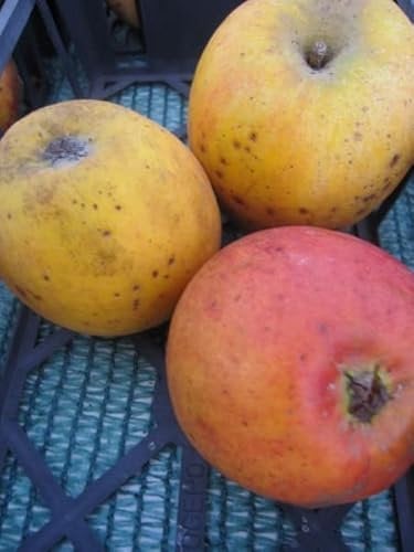 Malus Holsteiner Cox - Herbstapfel Holsteiner Cox