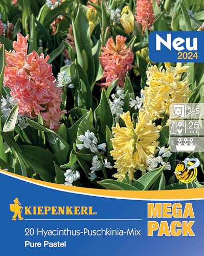 Kiepenkerl Pure Pastel Mischung - MEGA PACK 508743 Blumenzwiebeln - Pastellfarbige Hyazinthen & Puschkinien - Ideal für Kübel & Kästen - Blumensamen