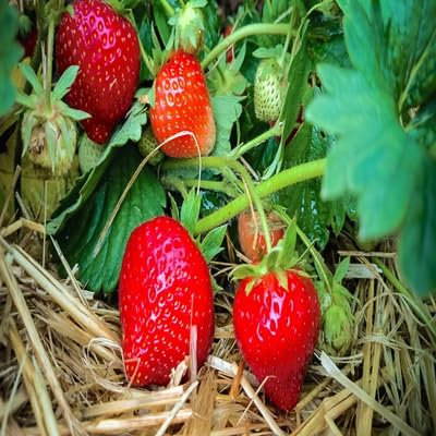 100 pièces de graines de fraises