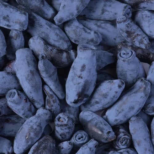 Semi di mirtillo siberiano - piante esotiche, piante da balcone mirtillo Piante in vaso estremamente resistenti, semi di varietà antiche alberi da frutto, sementi biologiche semi di 300pcs