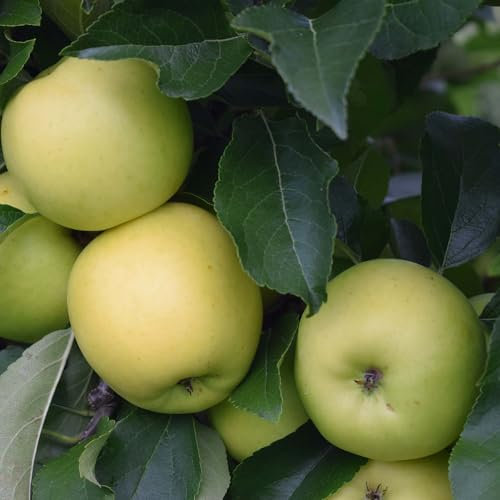 Plant Theory 1.2m Apple Greensleeves Edible Dessert Apple Outdoor Fruit Tree 9L Pot M26 Rootstock