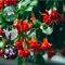 100 pcs fuchsien pflanzen winterhart samen - pflanztöpfe indoor garten geschenk bienenweide saatgut Fuchsiensamen kleines geschenk für frauen winterharte stauden mehrjährig