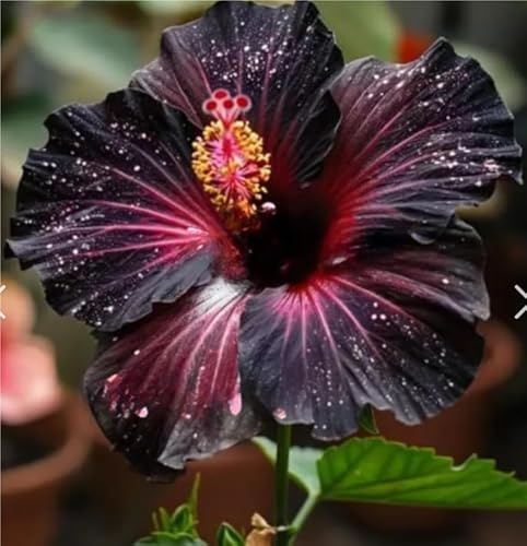 Selten MehrjäHrige, Farbenfrohe Hibiskus-Rhizom In GroßPackungen, Fachgerecht Gepflanzt, GartenverschöNerung-1 Rhizom-C