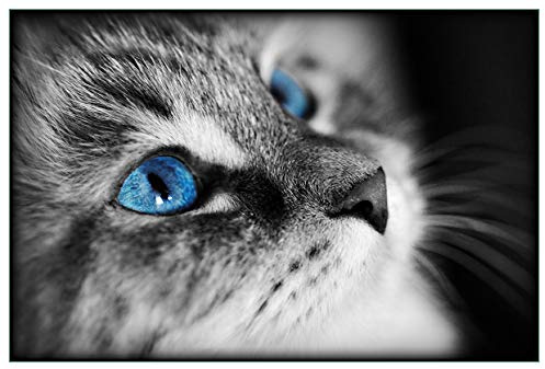 Wallario Küchenrückwand selbstklebend 90 x 60 cm, Motiv: Schwarz-weiß getigerte Katze mit Leuchtend blauen Augen | Spritzschutz abwischbar & pflegeleicht