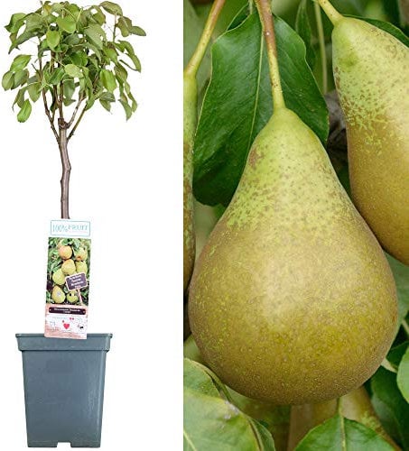 Patio Fruit Tree Collection | Various Premium Grade Fruits | Ideal for Small Gardens & Borders | Apple, Cherry, Plum, Nectarine, Peach & Pear Trees | 2-3ft ('Conference' Pear Tree)