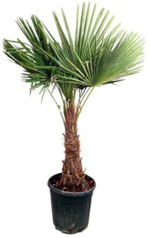 Planta natural Palmera Trachycarpus Fortunei, 120-130 cm. Palmera china de abanico, palma de china. Palmera resistente al frío, con hojas en abanico y tronco fibroso. Segura Garden.