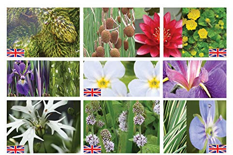 Lincolnshire Pond Plants Ltd - Marginal Pond Plants Premium Medium Pond Pack Starter - Top-Up - Fresh Picked with Lily and Compost