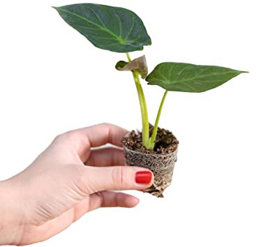 PLNTS - Baby Alocasia Regal Shield - Zimmerpflanzen, Pflanzen Echt, Nachhaltige Verpackung - 2cm Stecklinge - Höhe 12cm - Direkt von der Gärtnerei