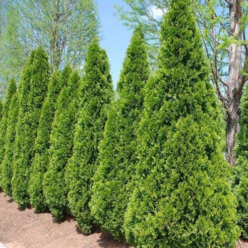 15 SEMI DI THUJA OCCIDENTALIS