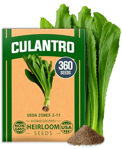 HOME GROWN Non GMO Culantro Seeds 360 Herb Seeds for Planting Non-GMO Heirloom Variety, Robust Flavor, Thrives in Heat, Grows Indoors or Outdoors, Cilantro Substitute (Eryngium Foetidum)