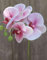 artplants.de Ramo Artificiale di Orchidea phalaenopsis Ophelia, Rosa-Fucsia, 40cm - Orchidea Finta - Ramo Decorativo