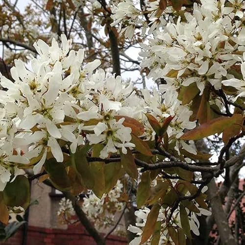 3 x Kupfer-Felsenbirne - Amelanchier Lamarckii 60-80 cm im Container - Die Eleganz des Juni-Baums