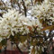 3 x Kupfer-Felsenbirne - Amelanchier Lamarckii 60-80 cm im Container - Die Eleganz des Juni-Baums