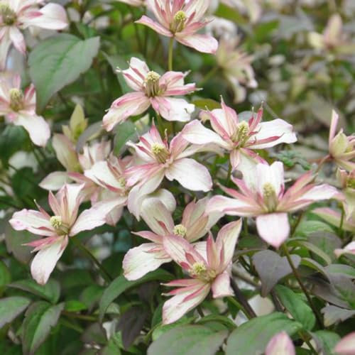 Clematis Montana 'Marjorie' - Double Flowering Climber for Shade, Hardy and Vigorous - Peach-Pink Blooms, Pollinator-Friendly – 1x 3 Litre Pot by Thompson and Morgan