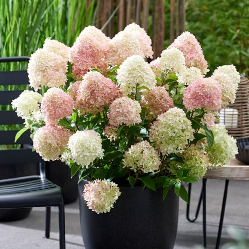 GARTEN SCHLÜTER® rosa Zwerg-Rispenhortensie 'Living Little Love®' - 3 Liter | Farbverlauf - lange Blütezeit - sehr winterhart - pflegeleicht - kleinbleibend - im Topf