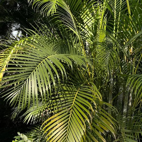 goldfruchtpalme - winterharte garten balkonpflanzen zimmerpflanzen balkon züchten immergrüne kübelpflanzen 100samen