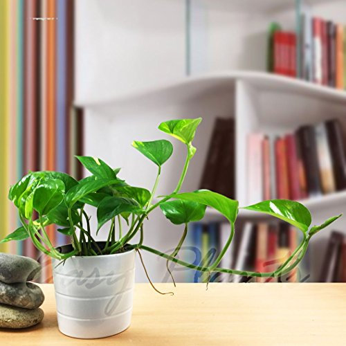 1 plante de maison en pot en céramique de Devil's Ivy Golden Pothos