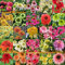 25 Arten Mix Echinacea Außen Blume Pflanze Germinate Samen, 100 Samen, seltene Lang Blüte Sonnenhut Bonsai für Hausgarten Innen