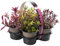 Hebe Magic Colours winterharte immergrüne Gartenstrauchpflanze für den Außenbereich in 9 cm Töpfen, 4er-Pack.