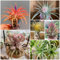 200 Pcs Tillandsien Hängend Samen - Tillandsia - Gartenpflanzen Winterhart, Wohnzimmer Pflanzen Sukkulenten Samen, Winterharte Pflanzen Bio Samen Indoor Plants Schnellwachsende Sträucher