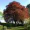 Fagus sylvatica VAR Purpurea - Viola faggio, 10 Semi:Seeds Only