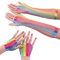 TSHAOUN 2 Lang und Kurz Fischnetz Handschuhe, Regenbogen Fingerlose Fischnetz Handschuhe, Damen Netz Mesh Handschuhe, für 80er Jahre Verkleidung Kostüm Party, Karneval, Mottoparty