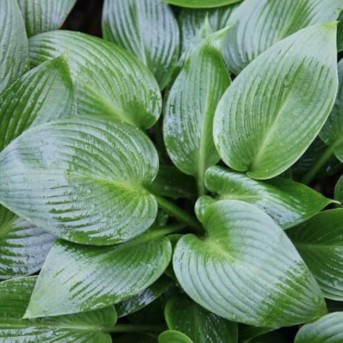 Plant Theory 9cm Pot Hosta Devon Green Plantain Lily Perennial