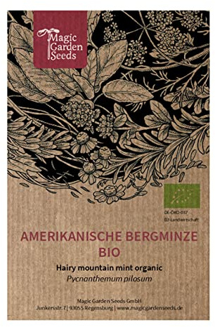 Amerikanische Bergminze (Pycnanthemum pilosum) Bio - ca. 250 Samen mehrjährige Staude Bienenweide Duftpflanze Heilpflanze Teekräuter