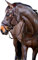 scan-horse ergonnomischer Trensenzaum braun WB