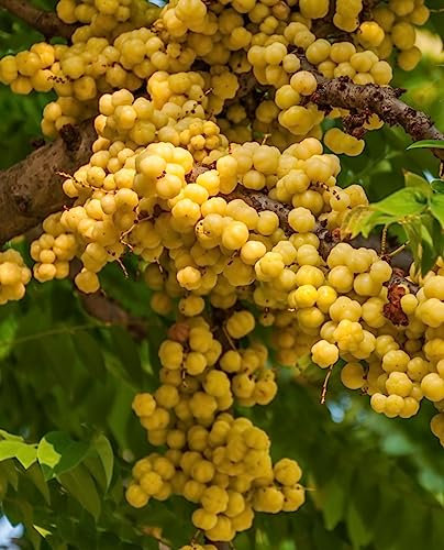 Malay GOOSBERRY 'Phyllanthus Acidus' Pflanze im Topf - H. 80/100 cm