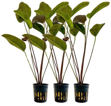 AquaOne Aquarium 3 Stück Pflanze Echinodorus Aflame I Wasserpflanze Aquariumpflanze Hintergrund voll durchwurzelt einfach pflegeleicht Aquascaping Dekoration