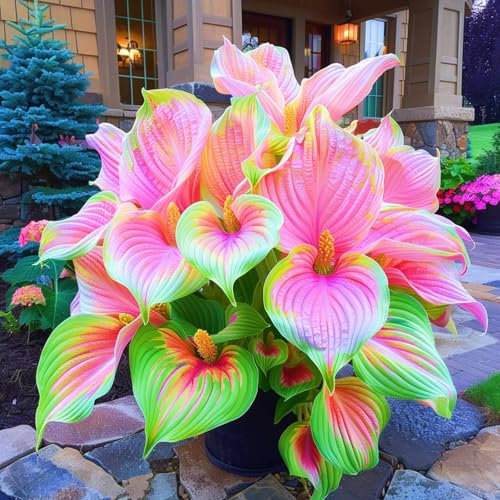 Hosta Pflanze Funkien Pflanze Winterhart Hosta zwiebeln Winterhart Mehrjährig Gartenblumen-4zwiebeln-h