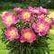 Pfingstrose Pink Nippon (1 Wurzel), große Päonien Hybride, Winterharte mehrjährige Staude, Pflanzen aus Holland für Garten und Topf (kein Samen, Zwiebeln und nicht künstlich)