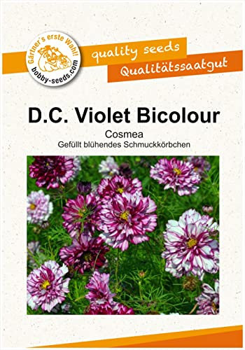 Blumensamen Double Click Violet Bicolor Cosmee Portion